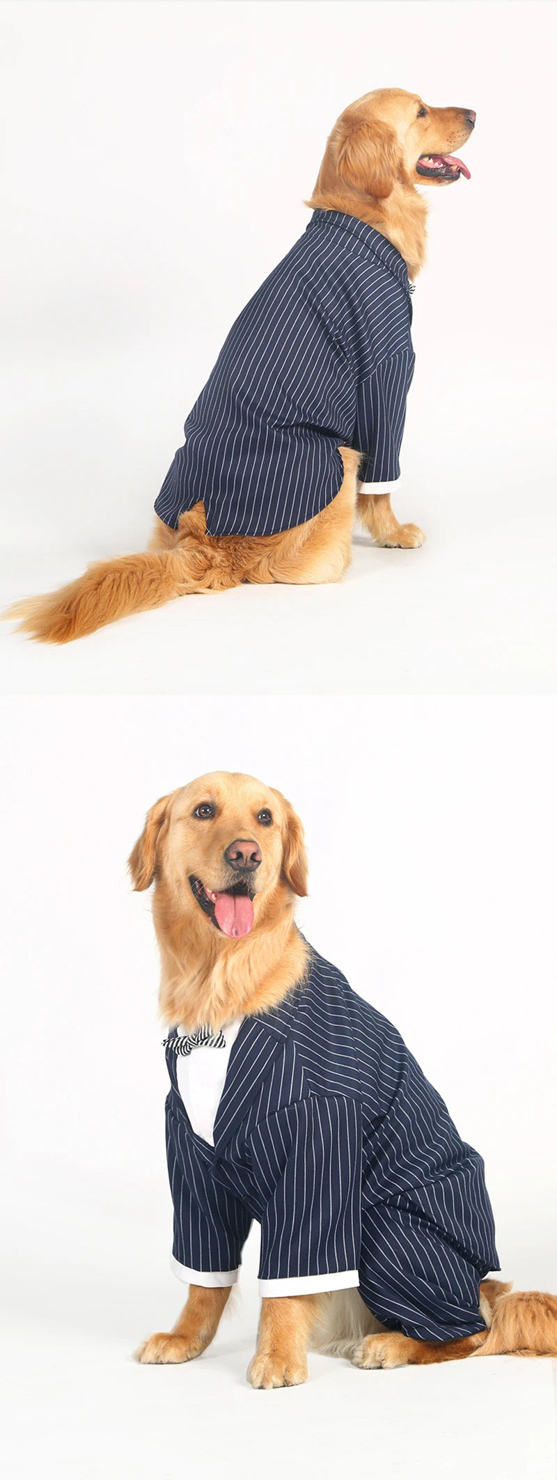 Kostym med fluga för stor hund