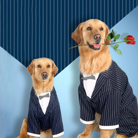 Kostym med fluga för stor hund