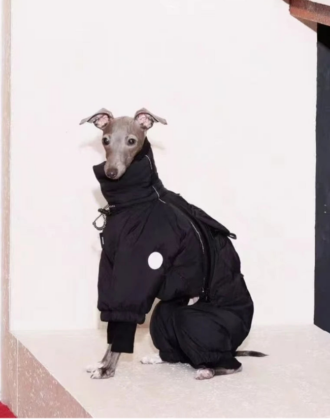 Vinteroverall för hund