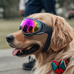 Goggles för hund