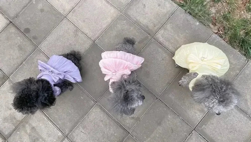 Klänning för hund