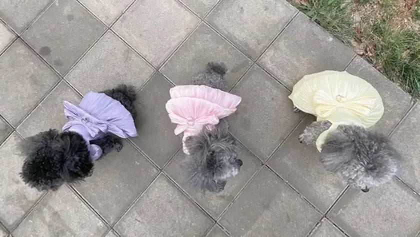 Klänning för hund