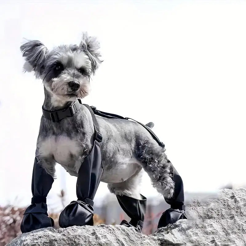 Regnskydd | Överdragsbyxor | Skor för hund