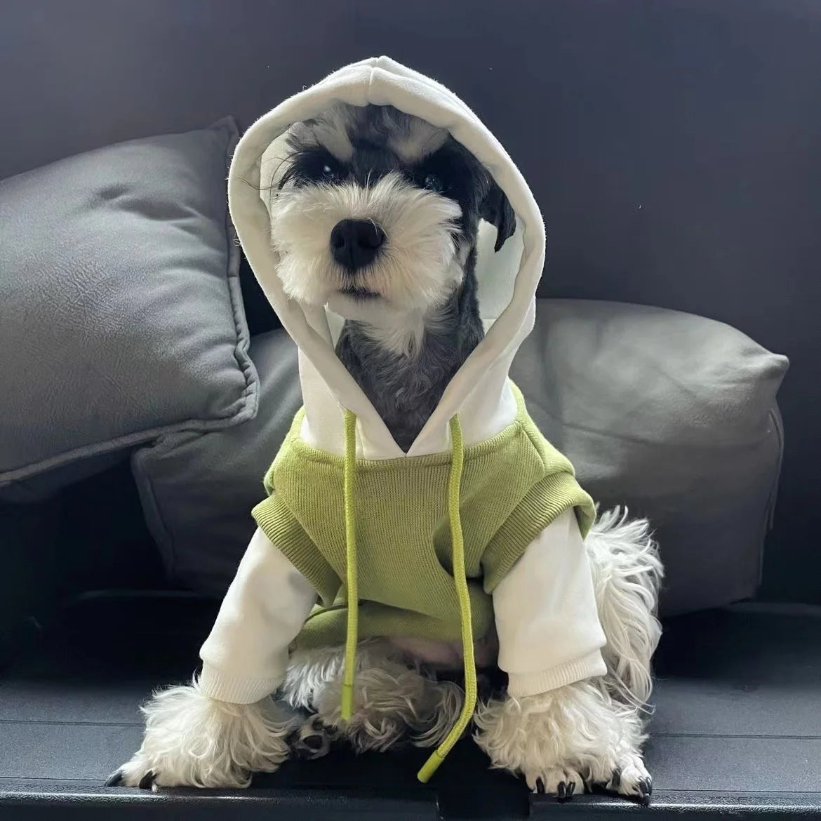 Sweatshirt med luva för hund