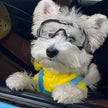 Goggles för liten hund