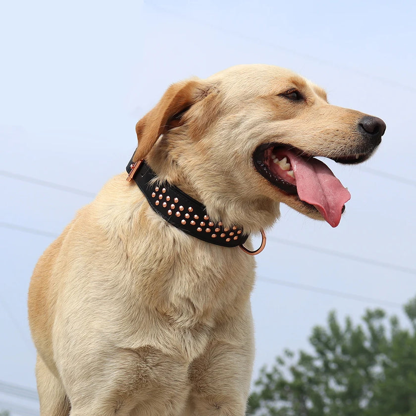 Halsband med nitar