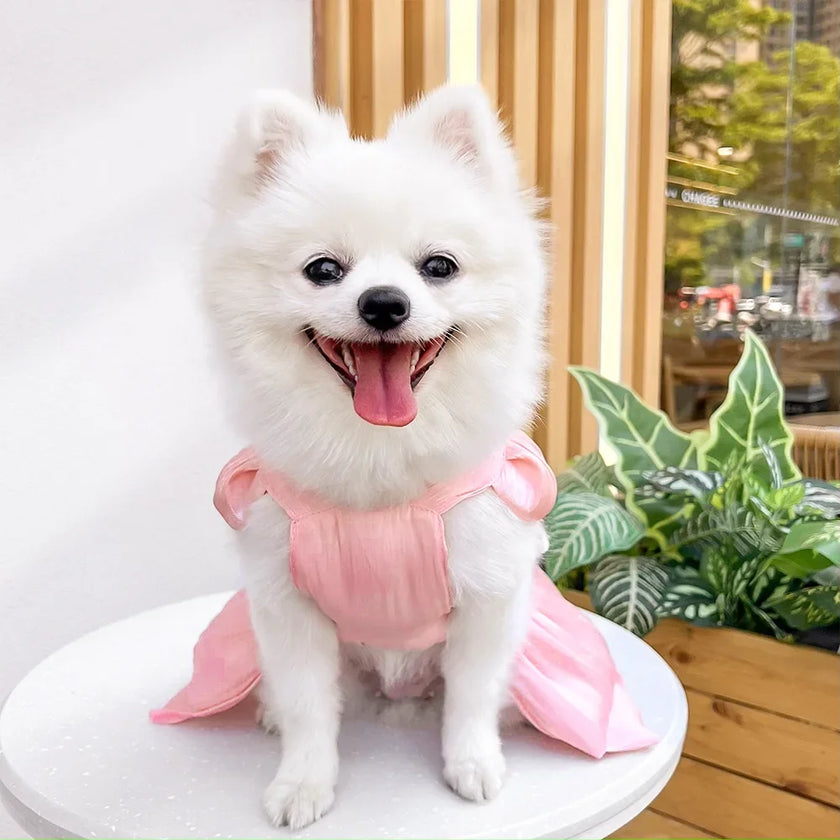 Klänning för hund