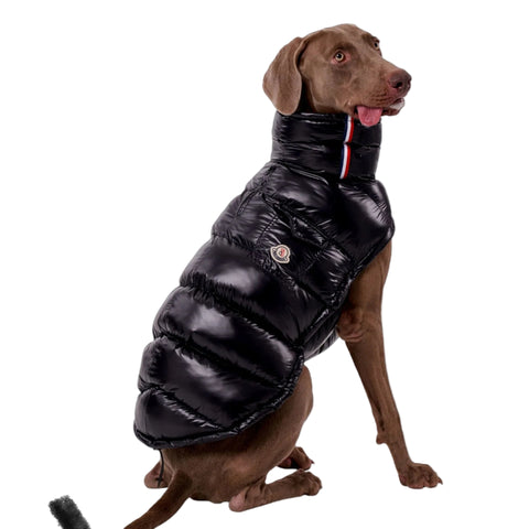 Dog vest