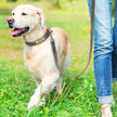 Hundhalsband & koppel