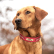 Hundhalsband med kedja