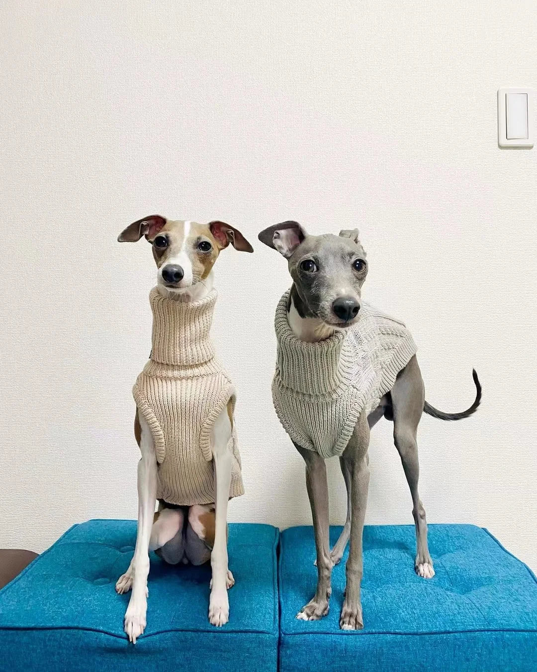 Stickad polotröja för hund