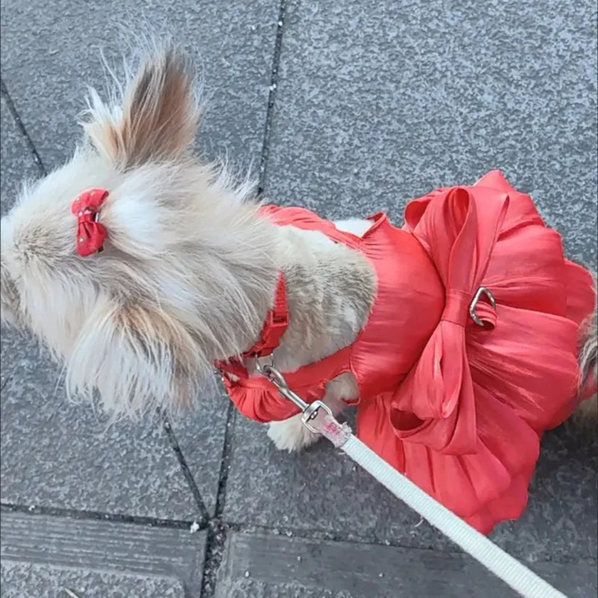 Klänning för hund