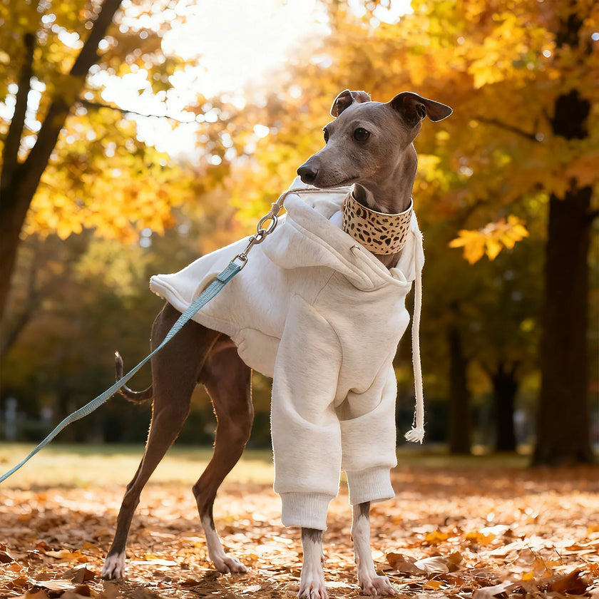Hoodie Sweatshirt för hund