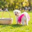 Tyllkjol för hund