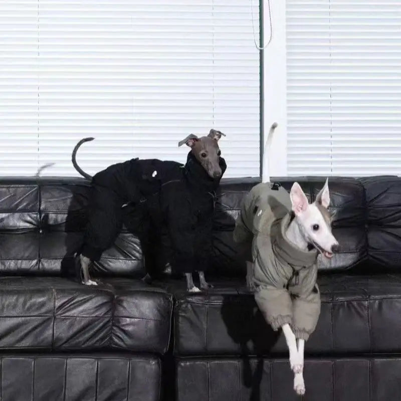 Vinteroverall för hund