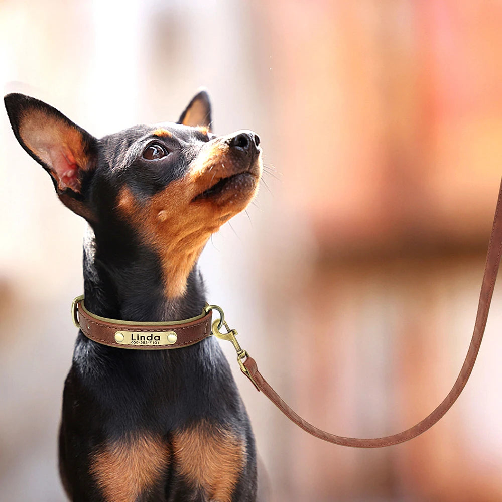 Hundhalsband & koppel