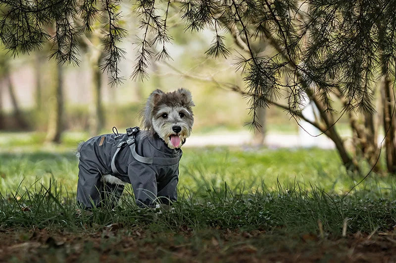 Regnoverall med sele för hund