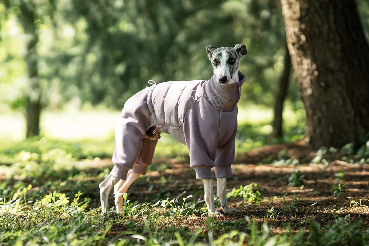 Tracksuit onesie för hund