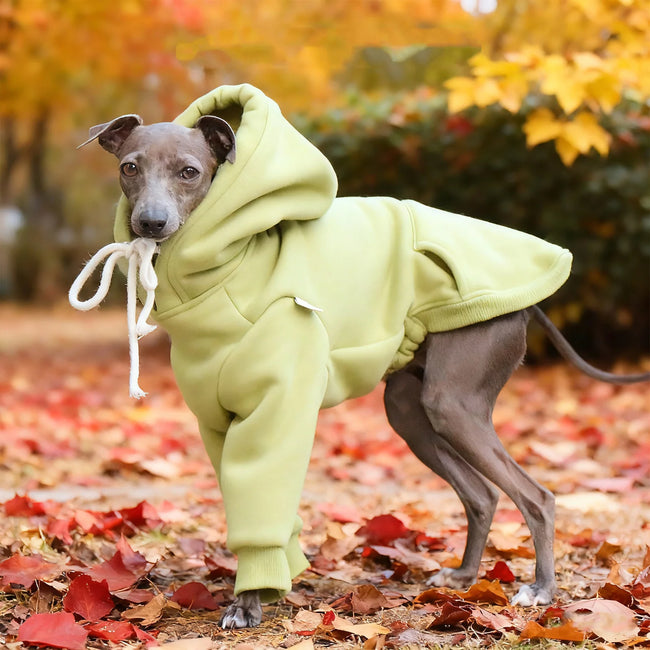 Hoodie Sweatshirt för hund