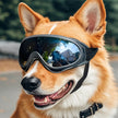 Goggles för hund