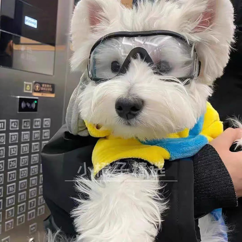 Goggles för liten hund