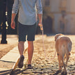 Multifunktionellt koppel för hund