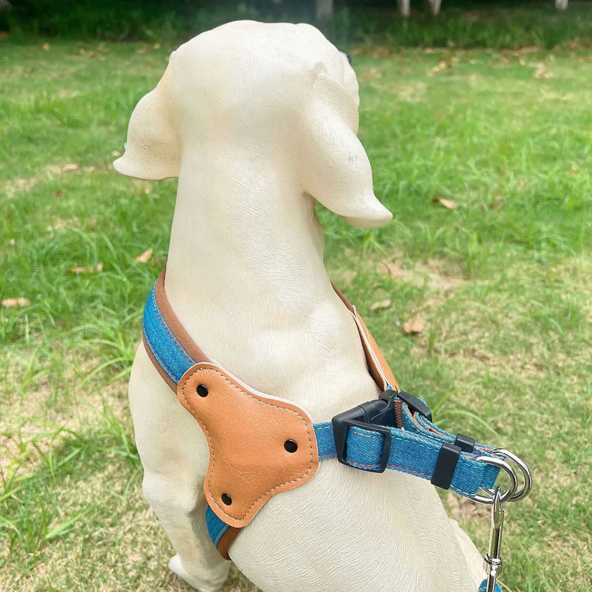 Hundsele i jeanstyg & koppel