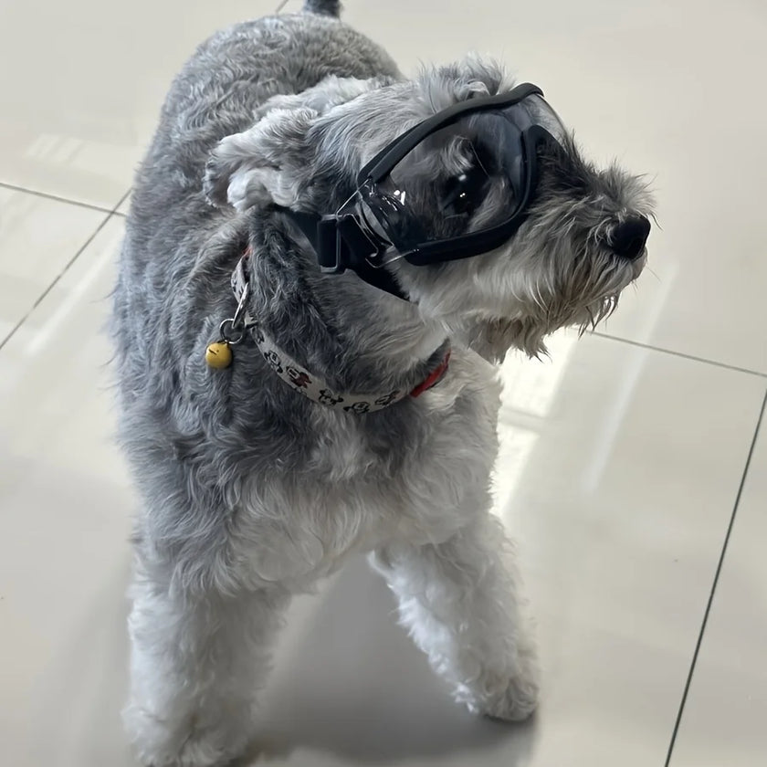 Goggles för liten hund