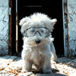 Goggles för liten hund
