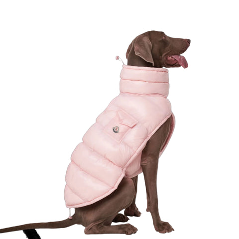 Dog vest