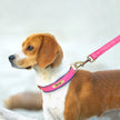 Hundhalsband & koppel