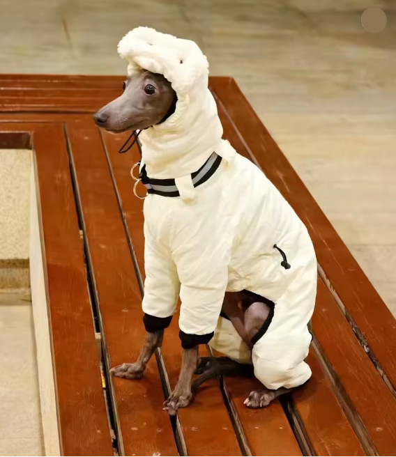 Vinteroverall för hund
