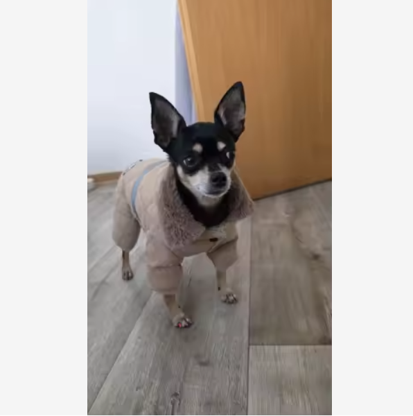 Varmfodrad overall för liten hund