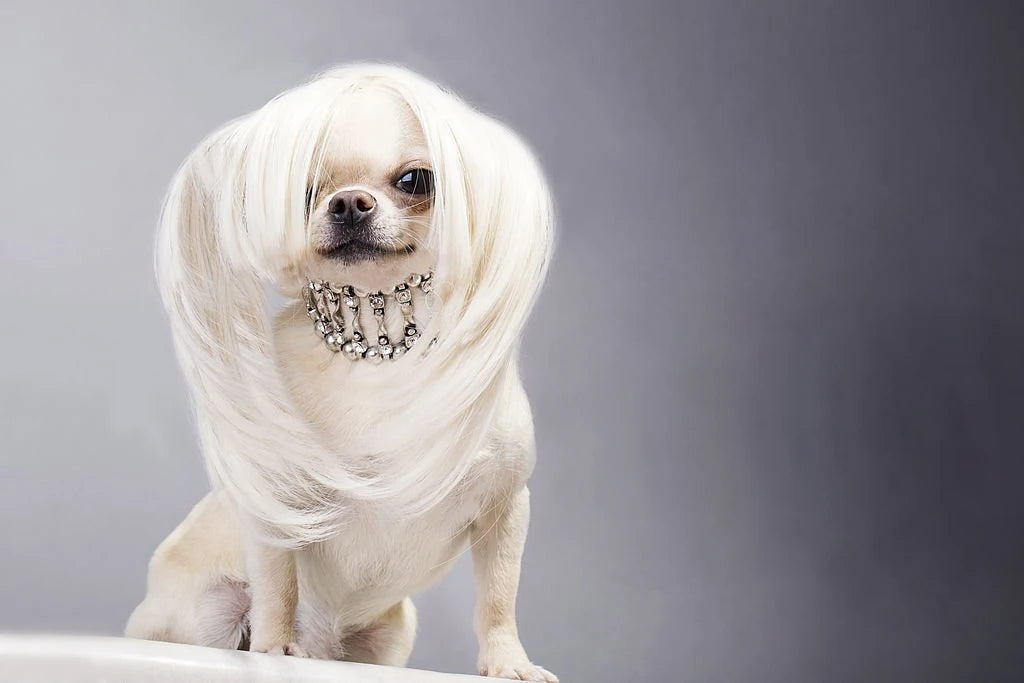 dog wearing wig