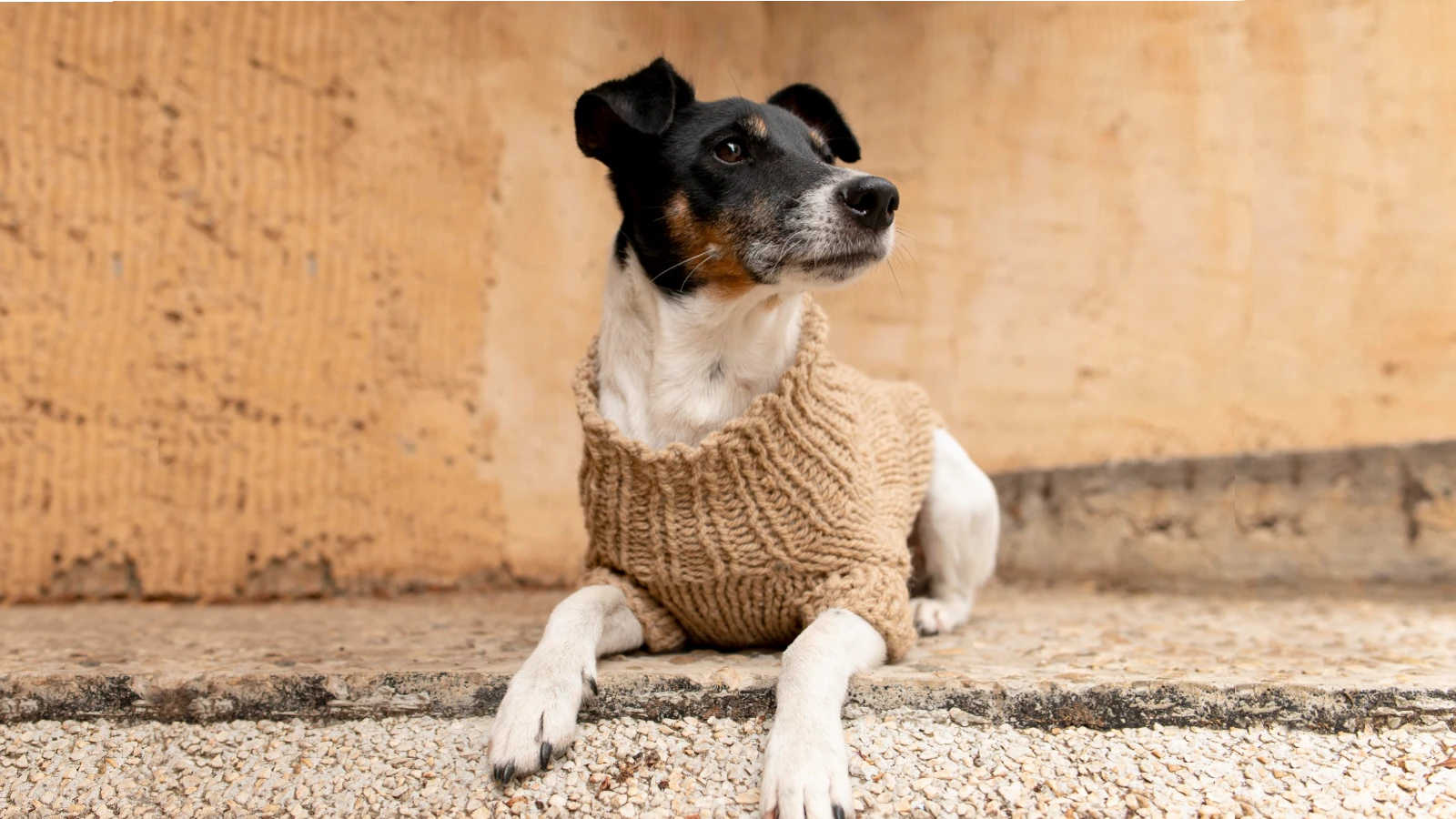 dog with sweater 