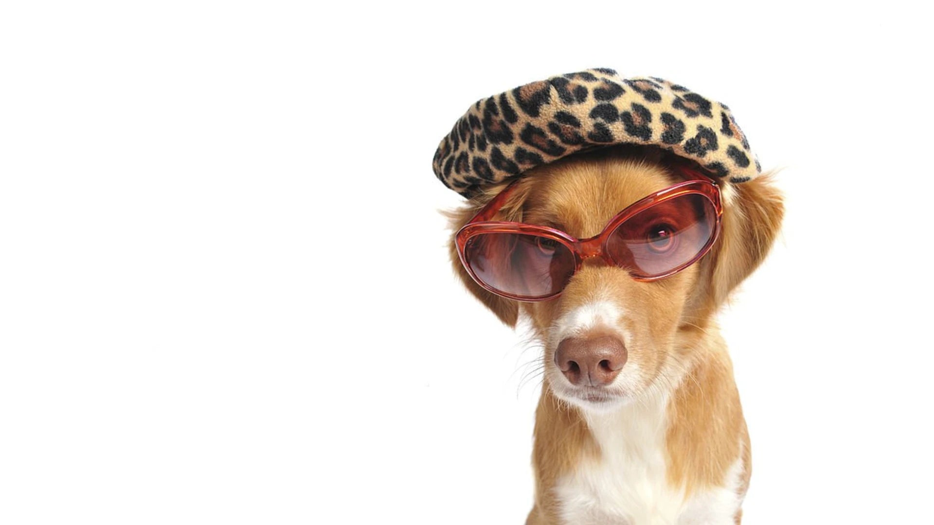 dog wearing hat and glasses