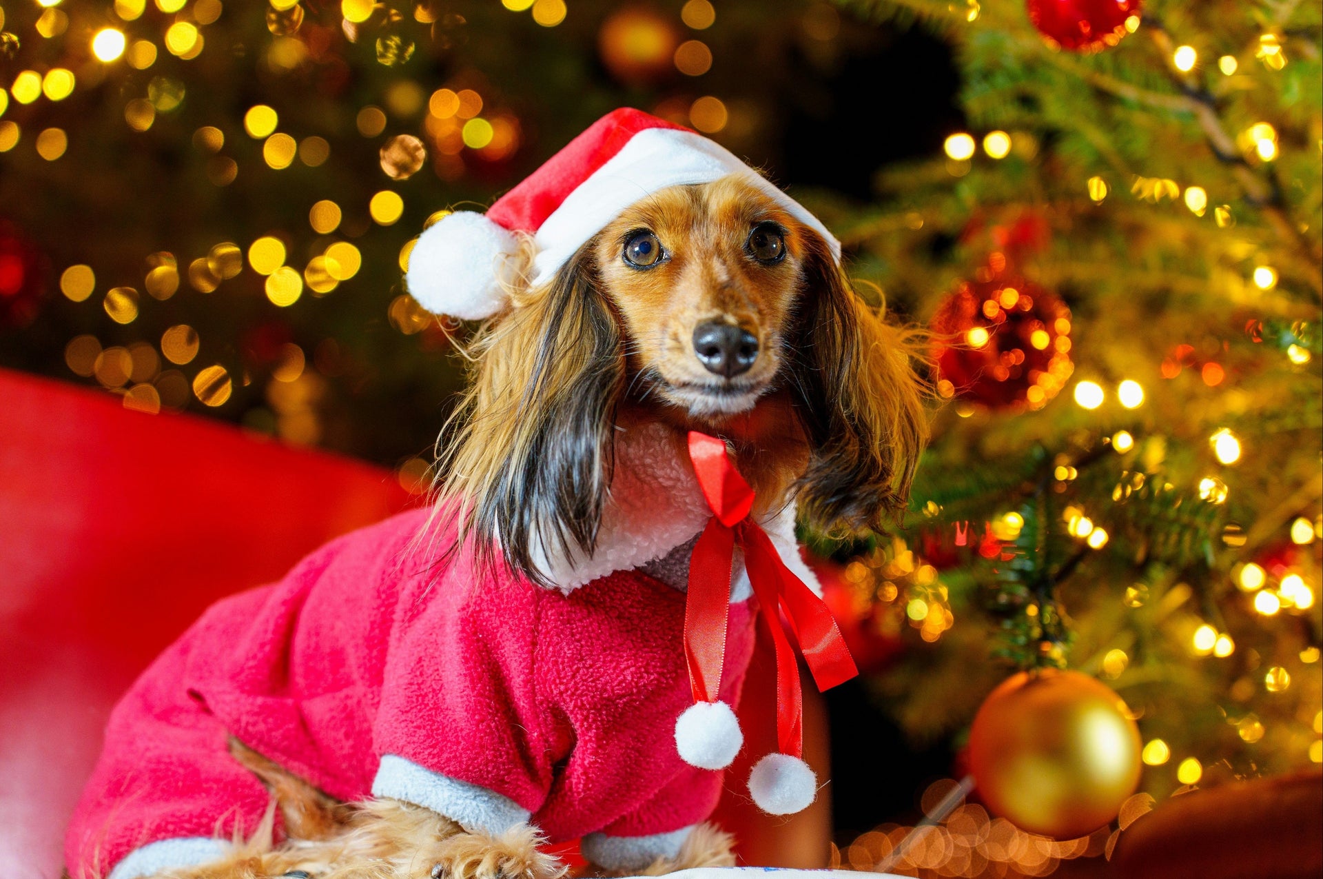 christmas_collection_dogwear