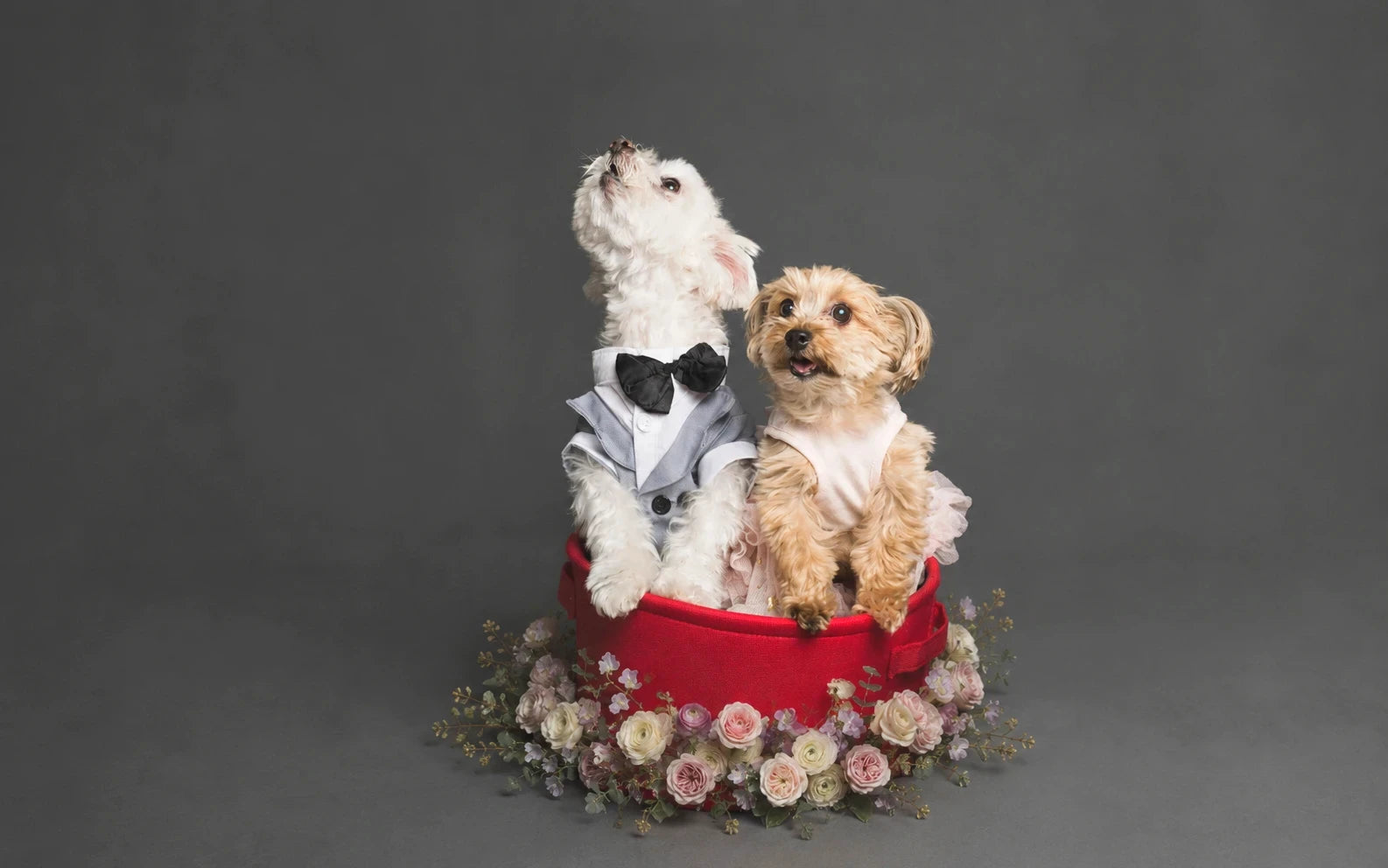 two dogs dressed up in wedding attire